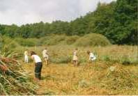 kosení rákosin na Horní Liběchovce (letní tábor 1999)