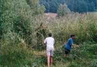 kosení rákosiny pod zámlem Houska (letní tábor 2002)