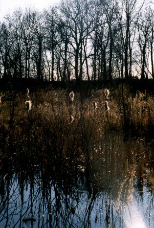 Lodické tůně v dubnu (foto: Jiří Řehounek)