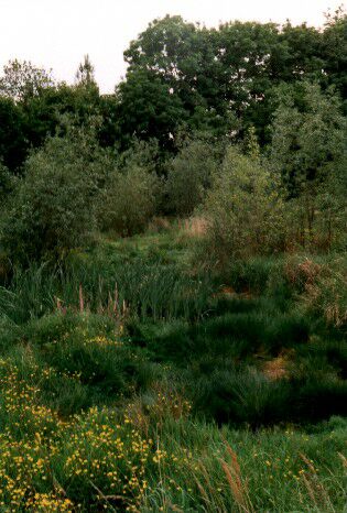 Lodické tůně v kvetnu (foto: Jiří Řehounek)