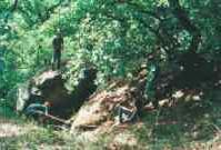 odstraňování náletových dřevin na lokalitě výskytu chráněných rostlin (letní tábor 2000)
